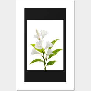 White lilies Posters and Art